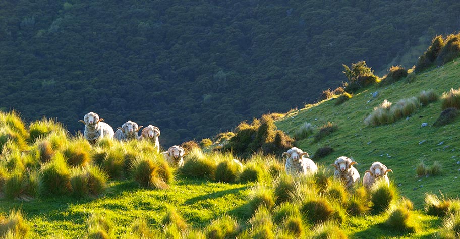 Neuseeland Reisetipps Länderinformationen 